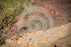 Rock Squirrel South Kaibab Trail Grand Canyon