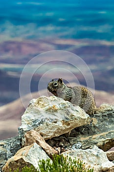 Rock Squirrel Southern New Mexico