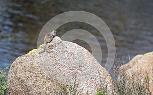 Rock Squirrel, Granite Dells and Lake Watson Riparian Park, Prescott Arizona USA