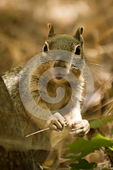 Rock Squirrel Stare