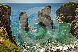 A rock stack offshore populated by breeding Raverbill Gulls on the Pembrokeshire coast, Wales