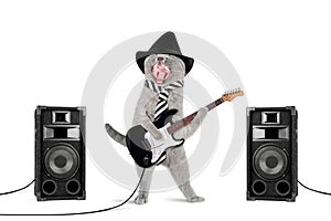 Rock star cat