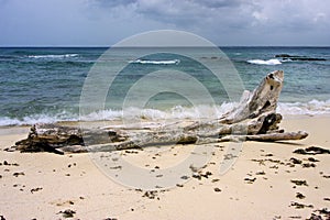 Rock stone and tree in republica dominicana photo