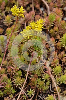 Rock stonecrop Angelina