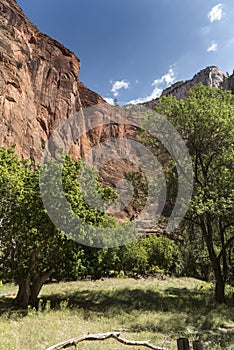 Rock Structure and trees at Temple of Sinawava Zion National Park