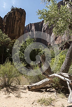 Rock Structure and trees at Temple of Sinawava Zion National Park