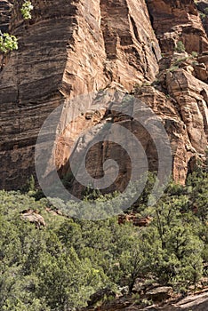 Rock Structure and trees Zion National Park