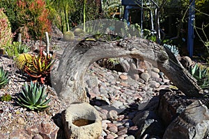 Rock and succulents landscaping and tree trunk