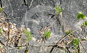 Rock surface with grass in cracks