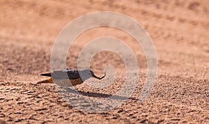 The Rock Thrush with a caterpillar