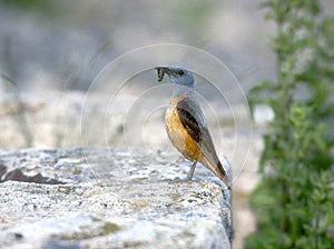 Rock thrush, Monticola saxatilis