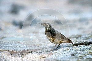 Rock thrush, Monticola saxatilis photo