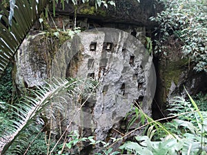 Rock tombs in the Tana Toraja region in Sulawesi photo