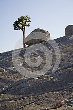 Rock and tree