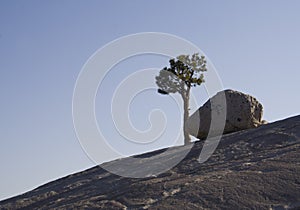 Rock and tree
