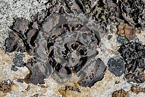 Rock Tripe Lichen photo