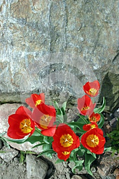 Rock and tulips