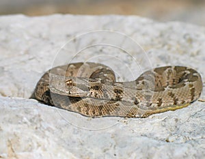 rock viper, Montivipera xanthina, Vipera xanthina