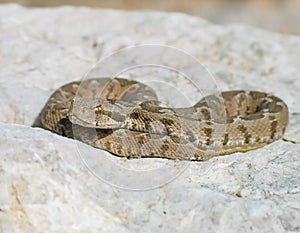 rock viper, Montivipera xanthina, Vipera xanthina