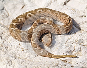 rock viper, Montivipera xanthina, Vipera xanthina