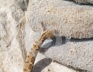 rock viper, Montivipera xanthina, Vipera xanthina