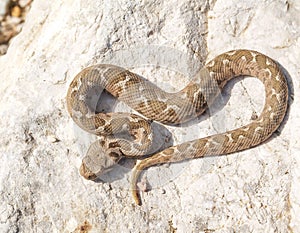 rock viper, Montivipera xanthina, Vipera xanthina