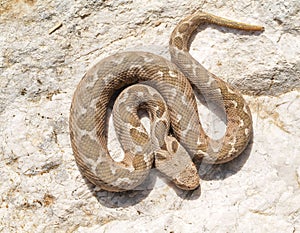 rock viper, Montivipera xanthina, Vipera xanthina