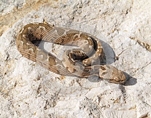 rock viper, Montivipera xanthina, Vipera xanthina