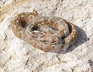 rock viper, Montivipera xanthina, Vipera xanthina