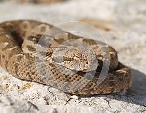 rock viper, Montivipera xanthina, Vipera xanthina