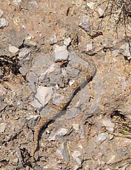 rock viper, Montivipera xanthina, Vipera xanthina