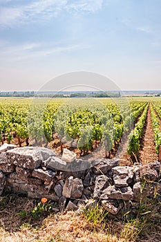 Rock wall defining property line of, a french winery\'s vineyard