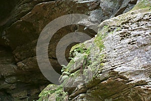 Rock wall detail, Ash Cave, Ohio