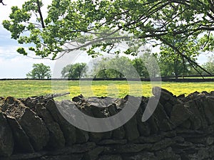 Rock Wall Features Yellow Wildflowers