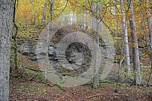 Rock wall of Maisinger Schlucht in Bavaria (Germany). Beech fore