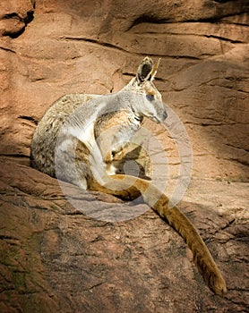 Rock wallaby