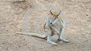 Rock-wallaby, Featherdale Wildlife Park, NSW, Australia