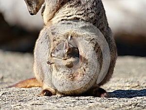 Rock wallaby joey in pouch