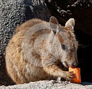 Rock wallaby, Magnetic Island, Australia