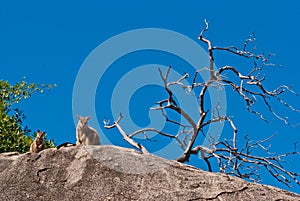 Rock wallaby, Magnetic Island, Australia