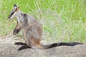 Rock-wallaby smaller species of kangaroo