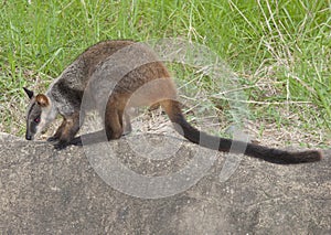 Rock-wallaby smaller species of kangaroo