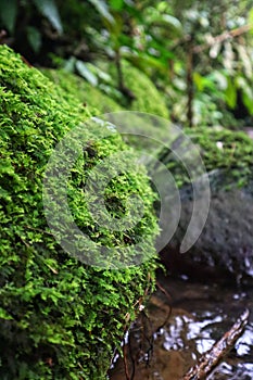 Rock in the water green jungle wallpapet