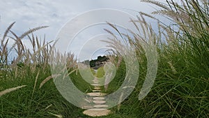 rock way in the green grass