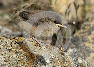 Rock Wren
