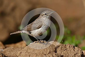Rock wren
