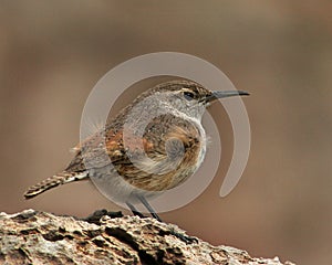 Rock Wren fluffing