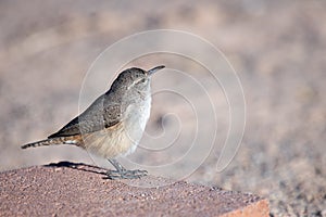 Rock Wren