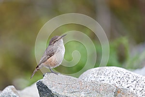 Rock Wren