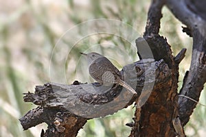 Rock Wren salpinctes obsoletus